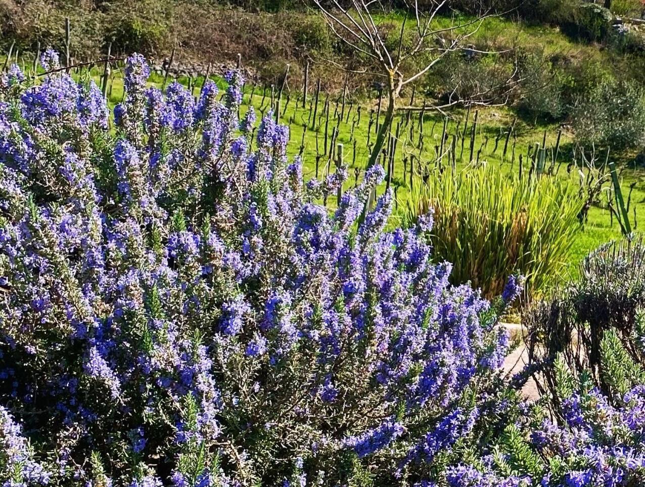 Villa Yucca Istra ラビン エクステリア 写真